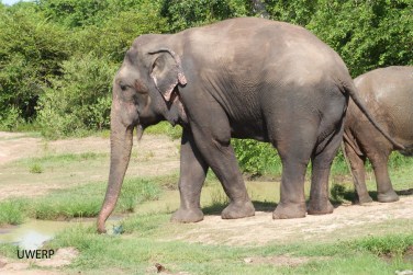 p1740957_m023rambomusth