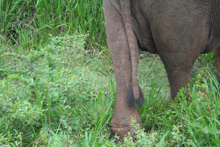 ...but also by this healed snare injury on her left rear leg.