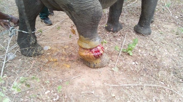 The offending piece of fishing gear is removed, leaving a sizeable wound that has been drenched in antiseptic.