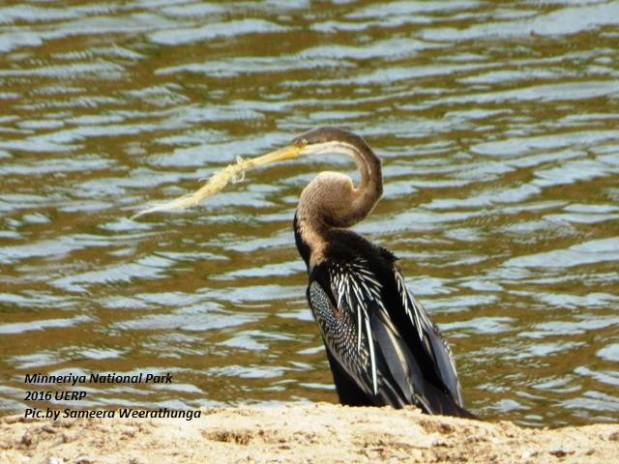 This cormorant in Minneriya National Park has a piece of fishing net tangled around its beak. Clearly a widespread problem.