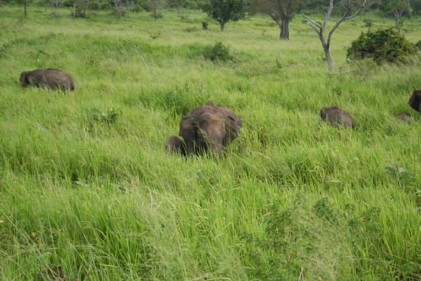 img_0555_hulangkapolla_year2008