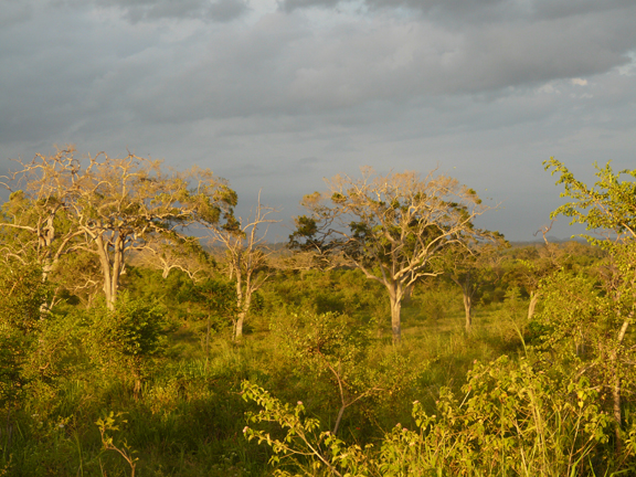 p1550668_vegetation_year2011