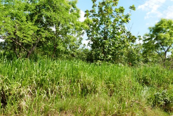 p1750195_former-teak-plantation-park-office-area