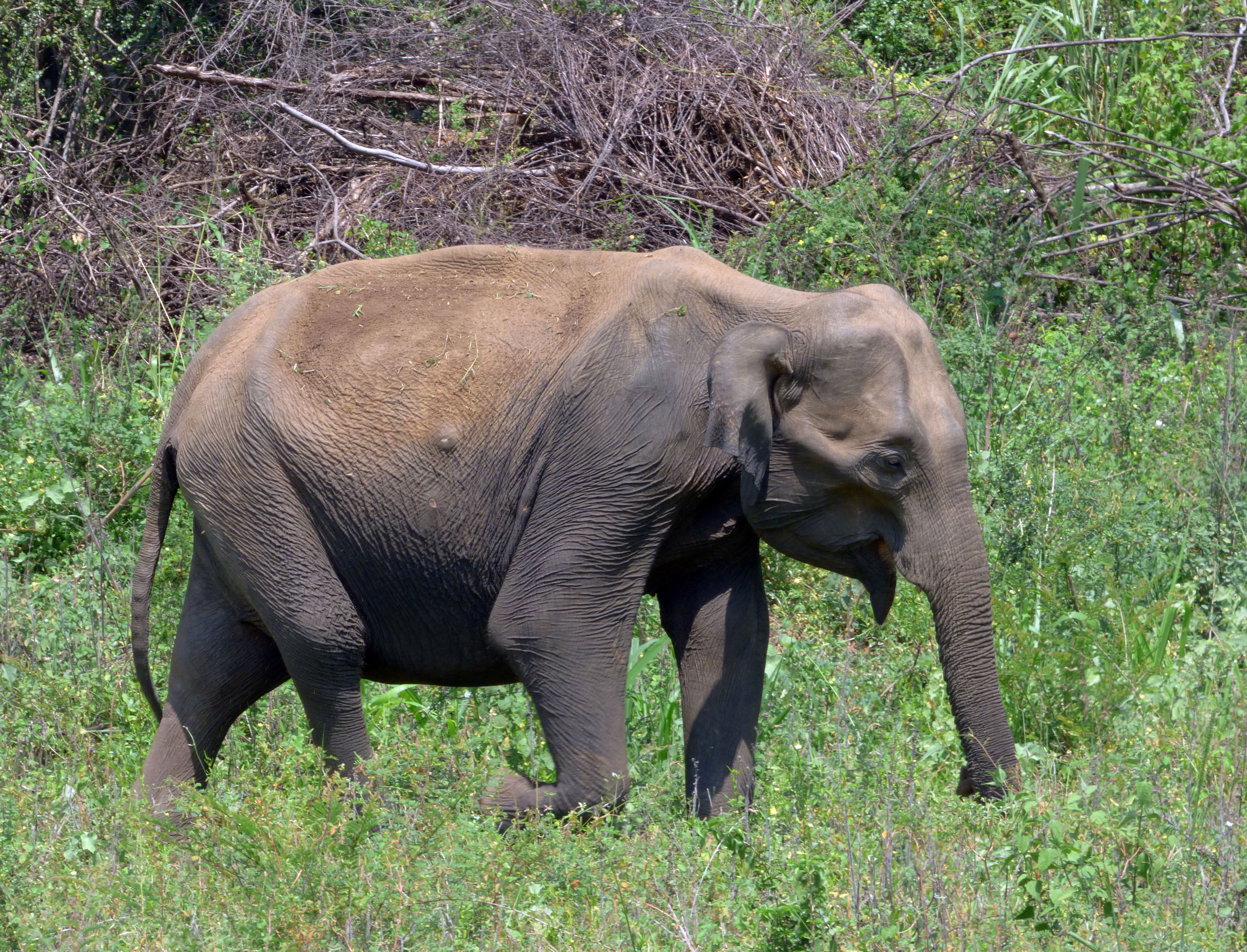 A female elephant was seen on the corridor - note the gut shot wounds