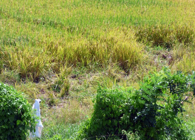 An Elephant damaged paddy field in Meegaswewa