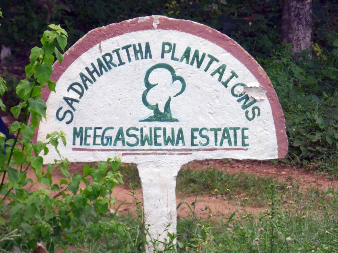 Commercial teak farming in the area