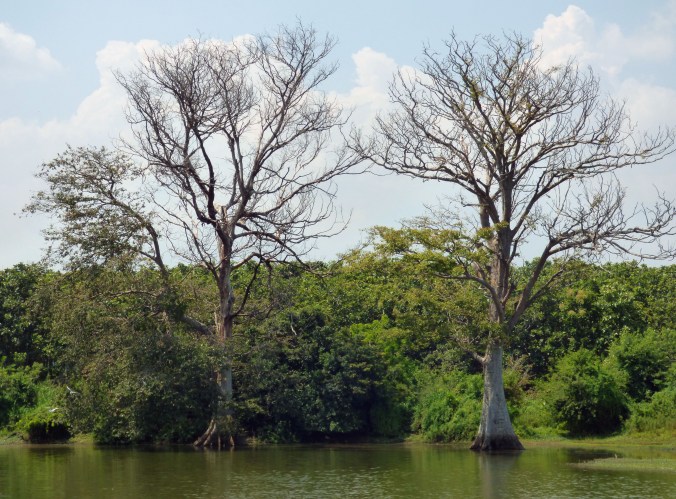 Elephant habitats in the area