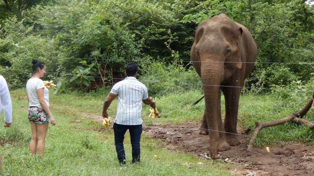 Tourist feeding elephants.