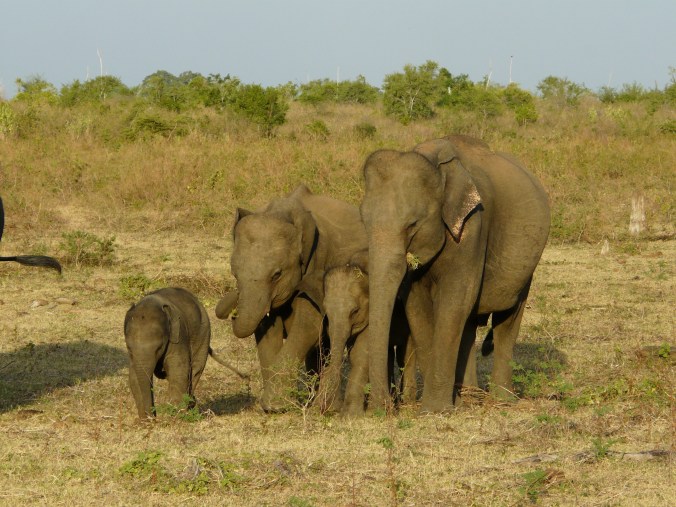 Elephant family.