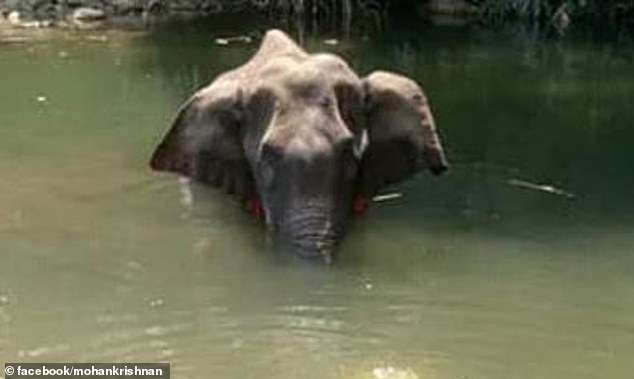 Injured elephant in water.