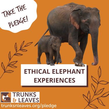 Mother and calf - ethical tourism