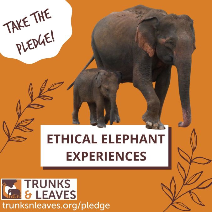 Mother and calf - ethical tourism