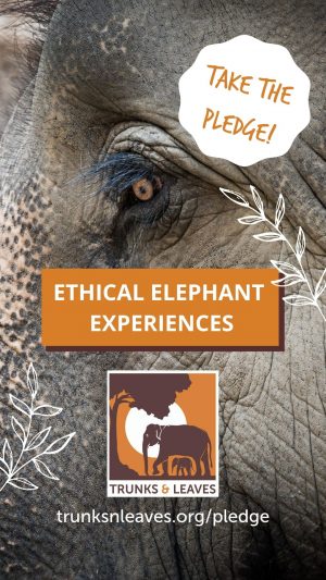 Ethical Elephant Experiences graphic 2 - Take the pledge.