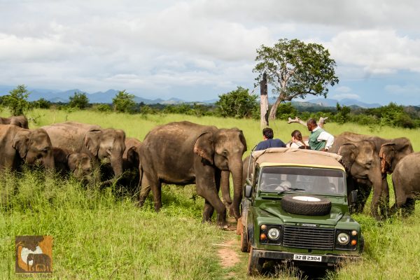 Asian elephant safari.