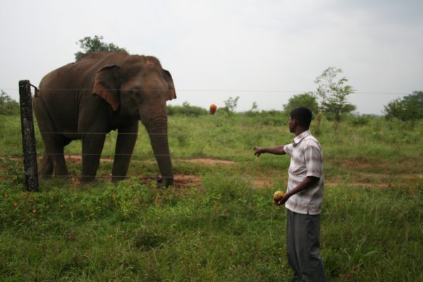 Do not feed wild elephants.