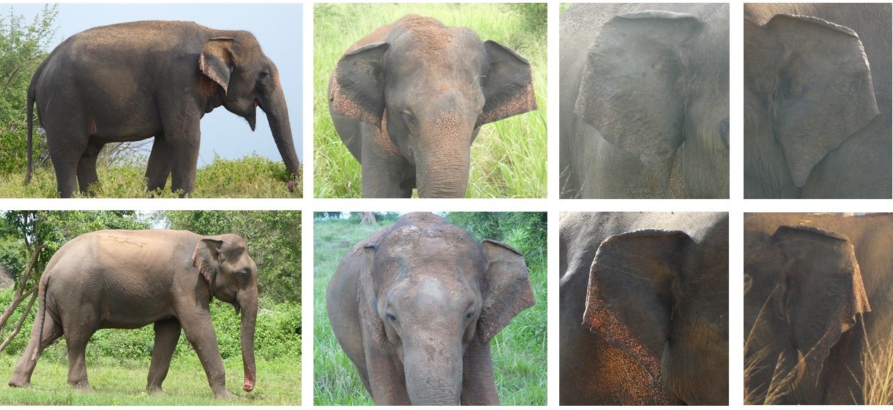 【elephant.m】ガラスナギット 各種 Convolutional Neural Networks for Individual‑identification of