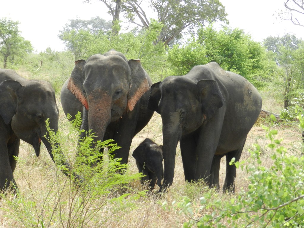 Jasmine, and Asian elephant.