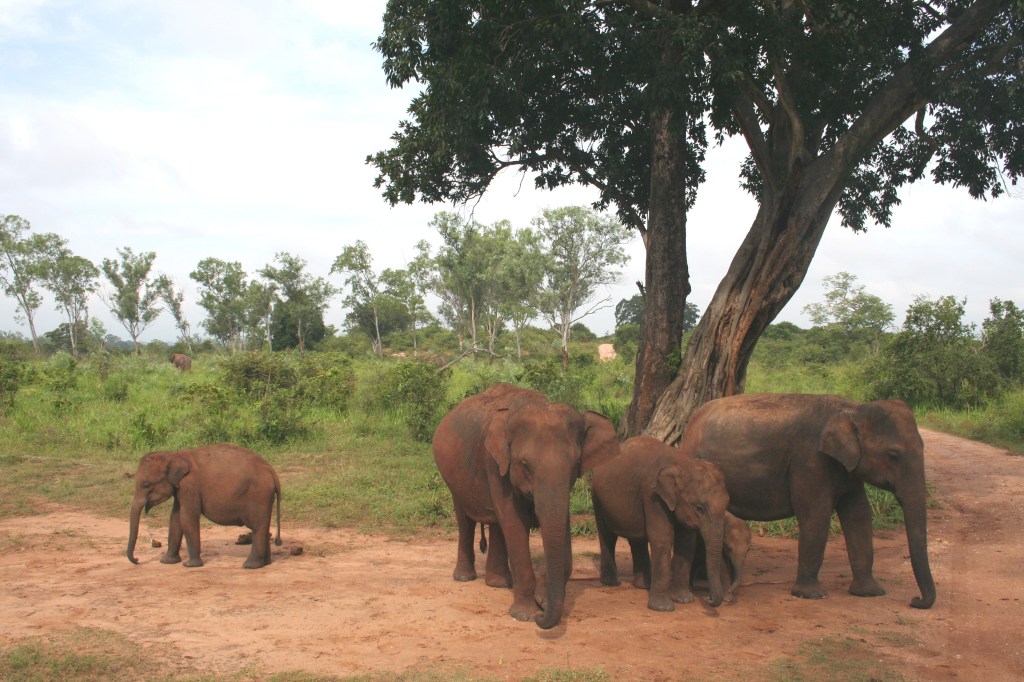 Asian elephant family group in Udawalawe National Park, Sri Lanka.