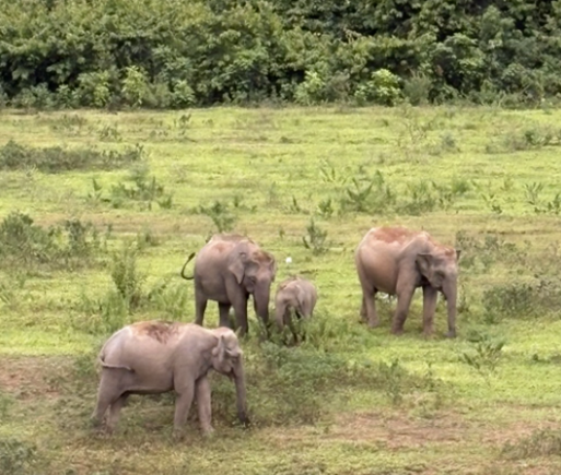 A group of four elephants in a grassy wild vegetation within the national park, near Ruam Thai village, with lush greenery in the background.