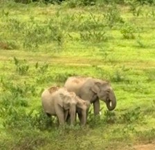 A group of four elephants in a grassy wild vegetation within the national park, near Ruam Thai village, with lush greenery in the background.